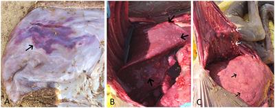 Case Report: Congenital tuberculosis in an aborted dromedary camel fetus